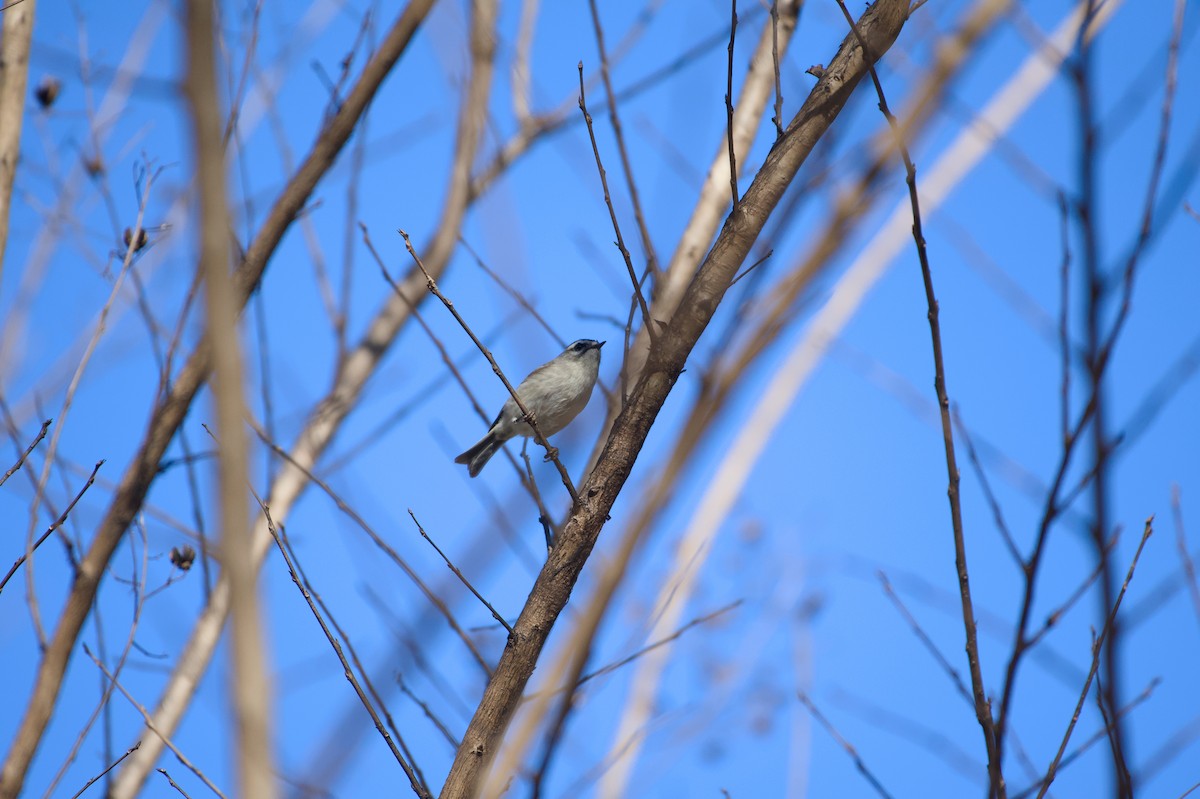 králíček zlatohlavý - ML647244000