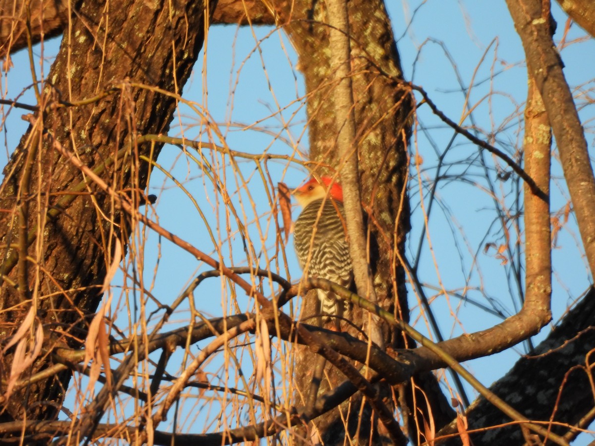 Red-bellied Woodpecker - ML647244006