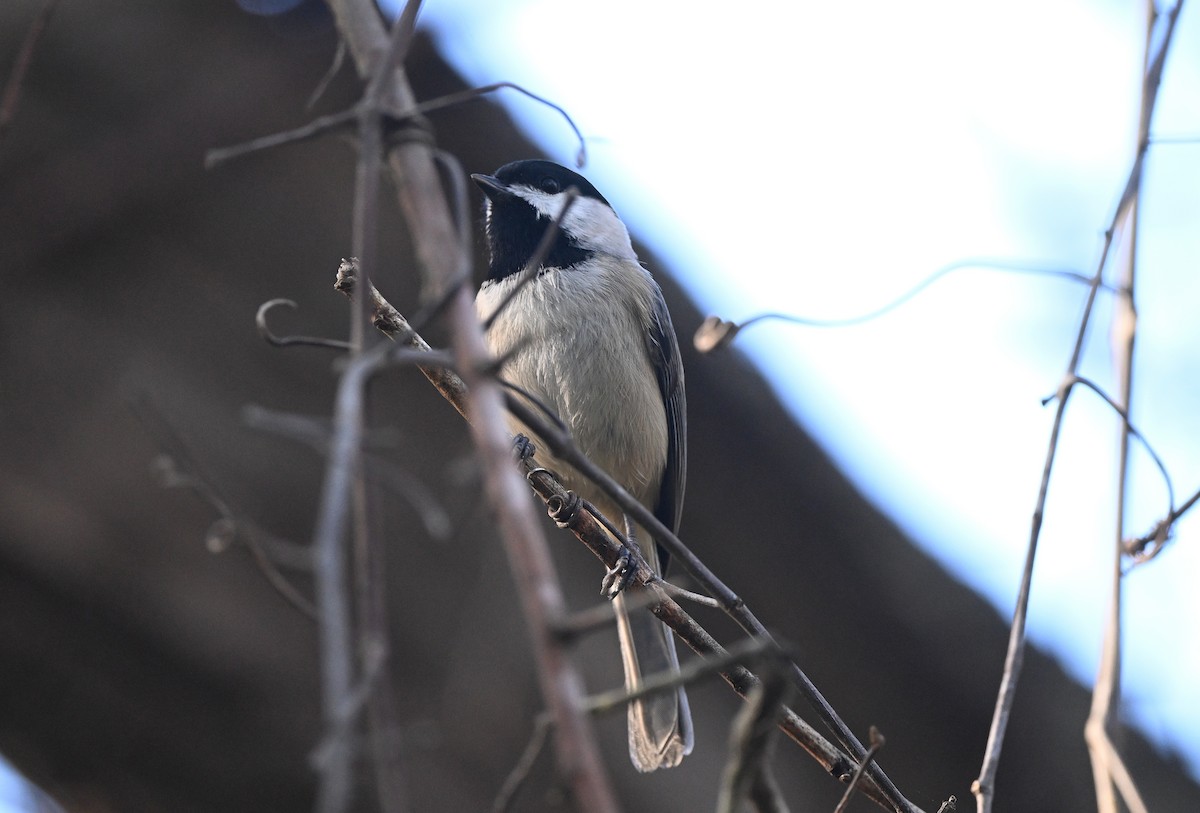 Каролинская гаичка - ML647244008