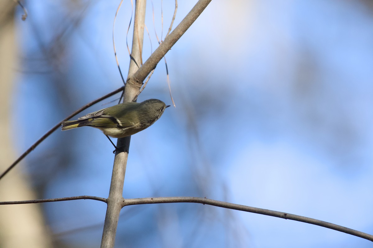 Rubingoldhähnchen - ML647244020