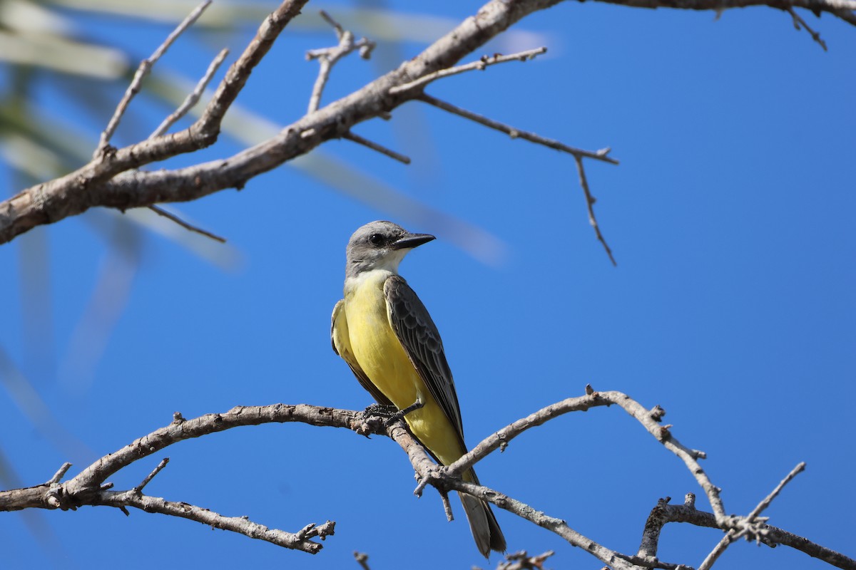 Tropical Kingbird - ML647244025
