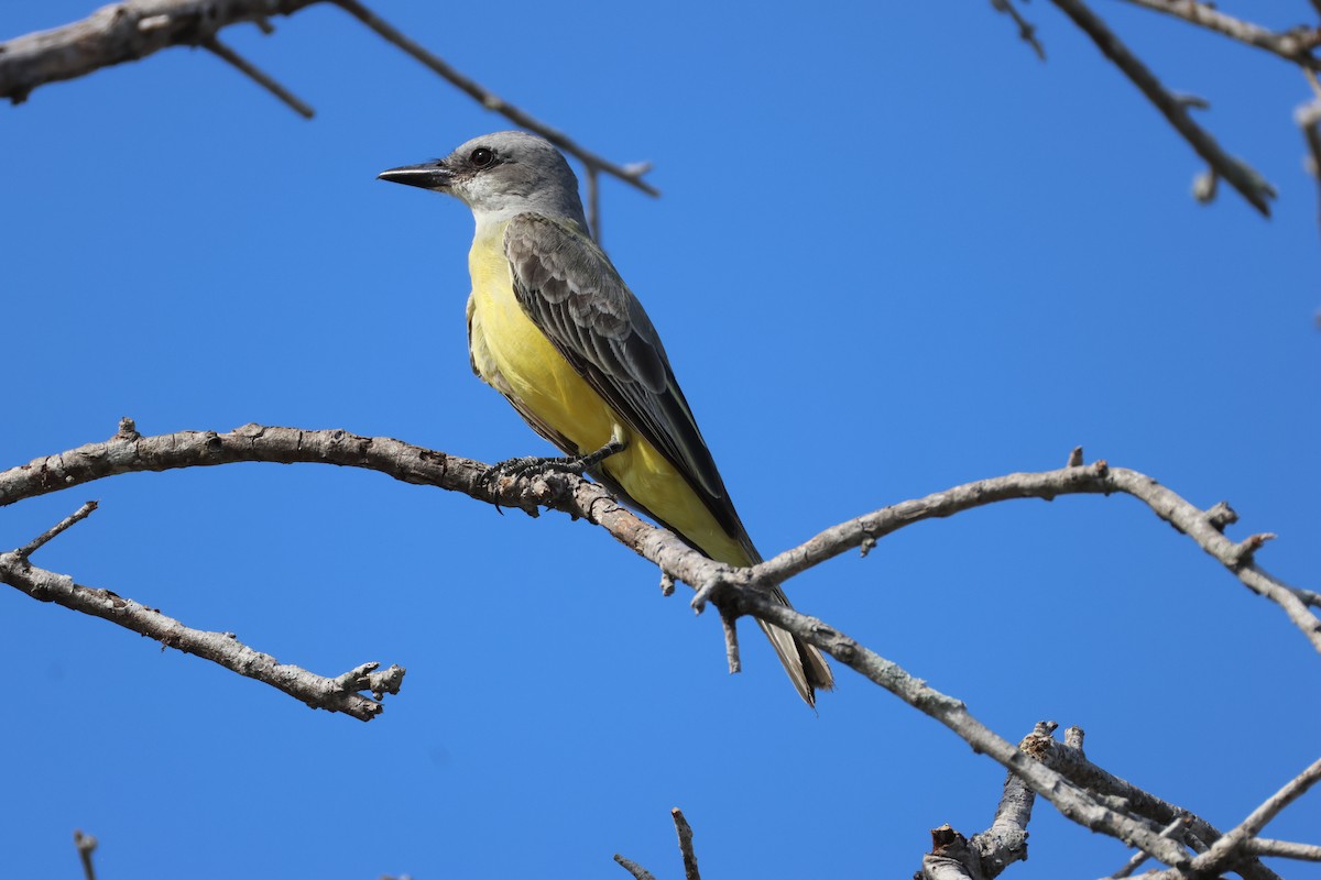 Tropical Kingbird - ML647244026