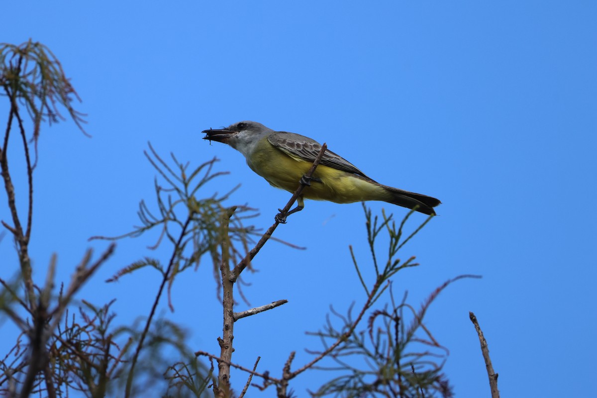 Tropical Kingbird - ML647244027