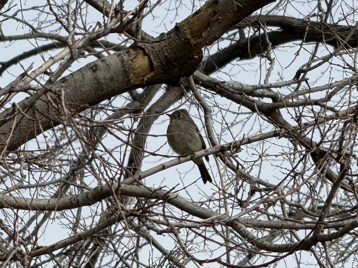 Hammond's Flycatcher - ML647244028