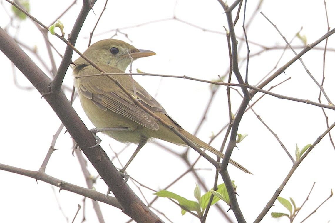 Thick-billed Warbler - ML647244031