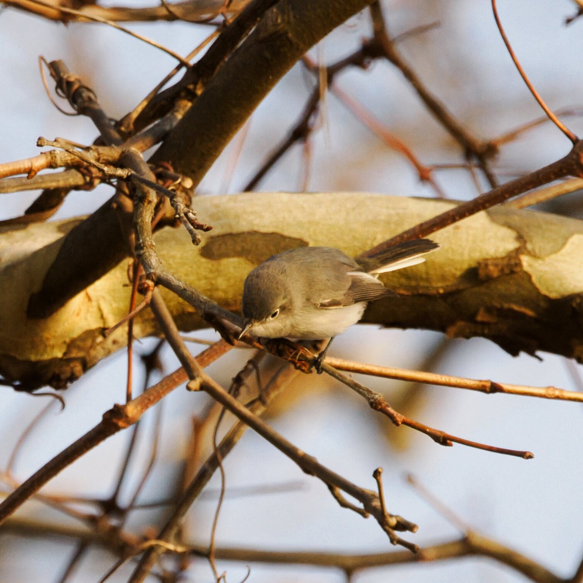 Голубая комароловка - ML647244033