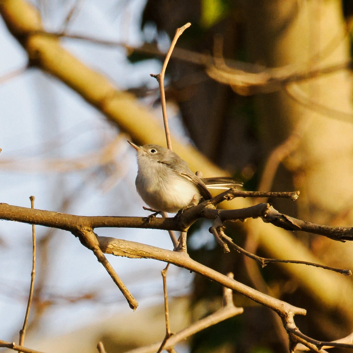 Голубая комароловка - ML647244034