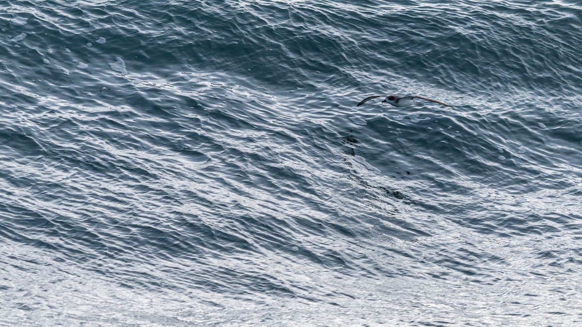 Barau's Petrel - ML647244036