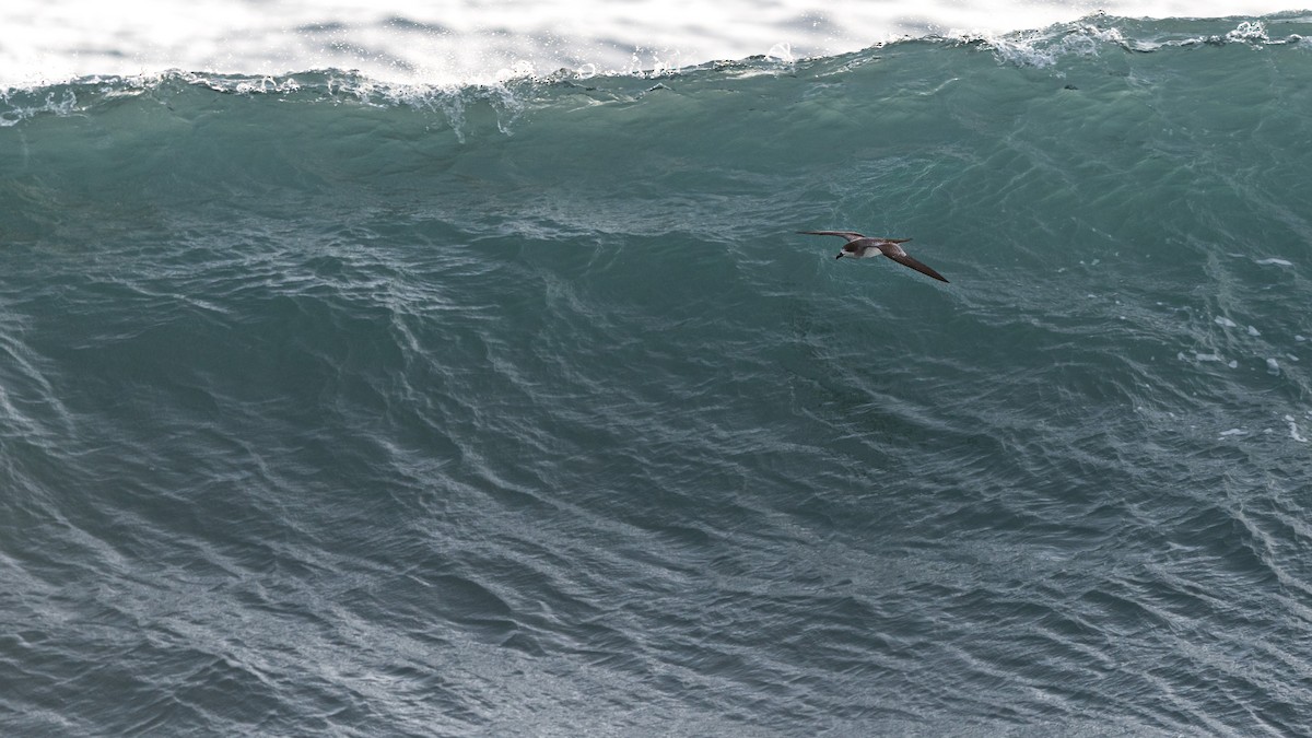 Barau's Petrel - ML647244038