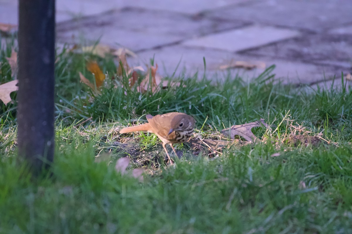 Hermit Thrush - ML647244039