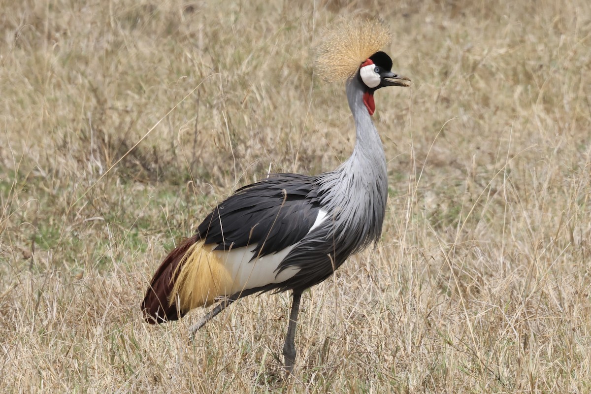 Gray Crowned-Crane - ML647244040