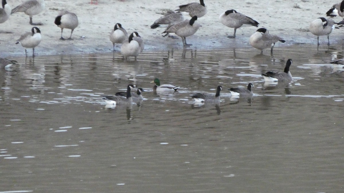 Cackling Goose - ML647244041