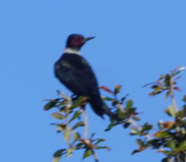 Lewis's Woodpecker - ML647244042