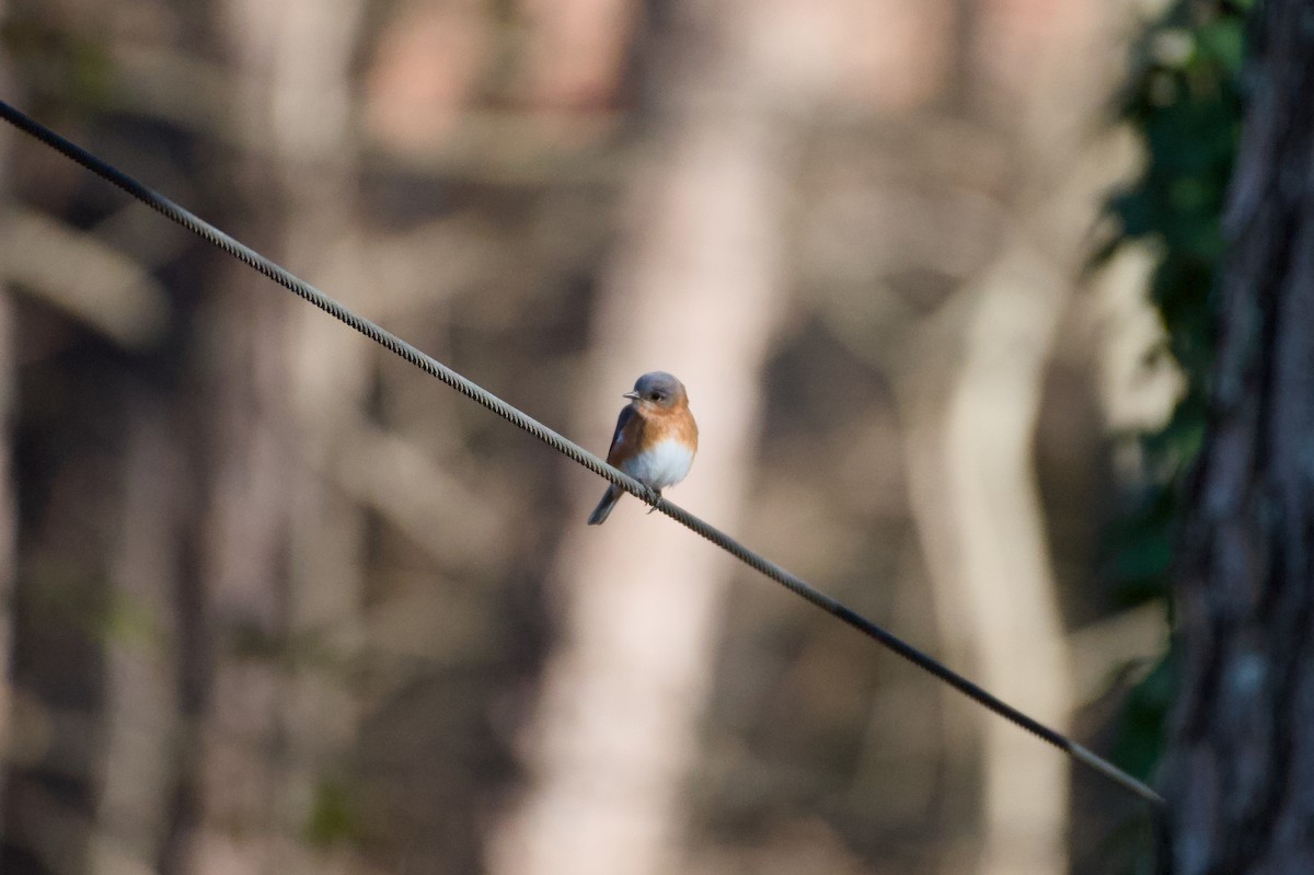Eastern Bluebird - ML647244043