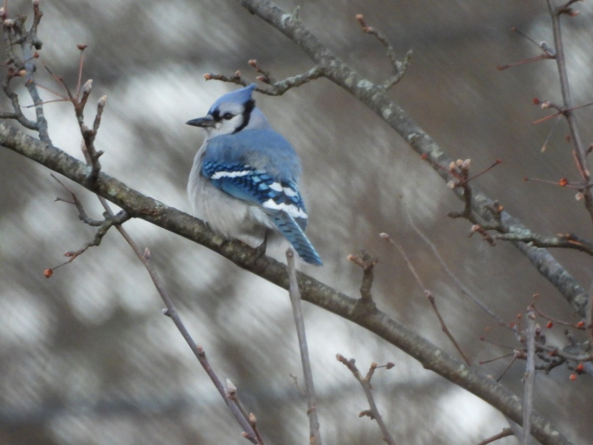 Blue Jay - ML647244045