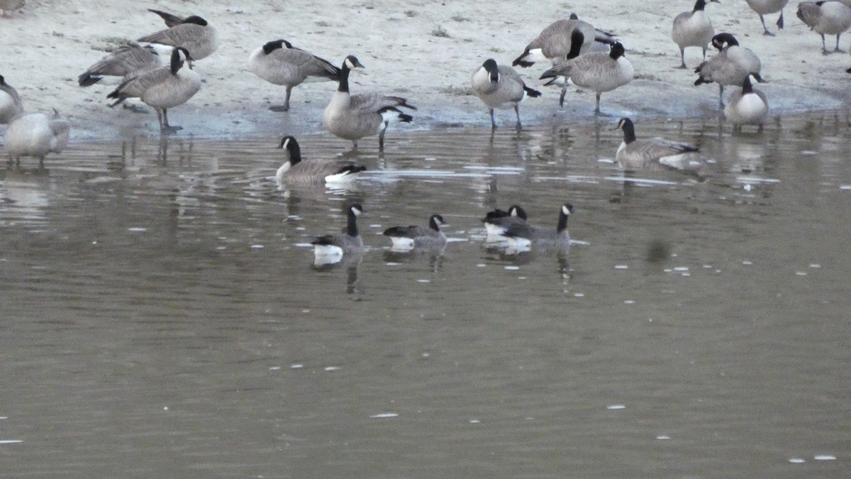 Cackling Goose - ML647244046