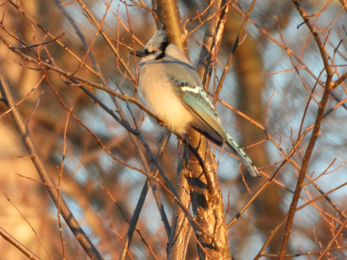 Blue Jay - ML647244047
