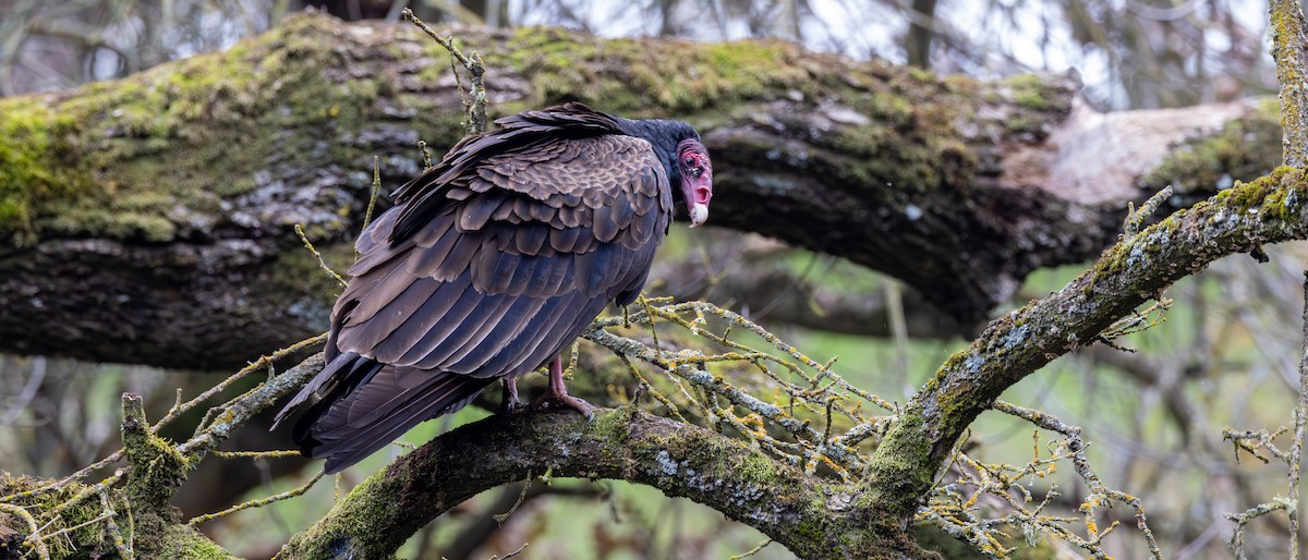 Turkey Vulture - ML647244048