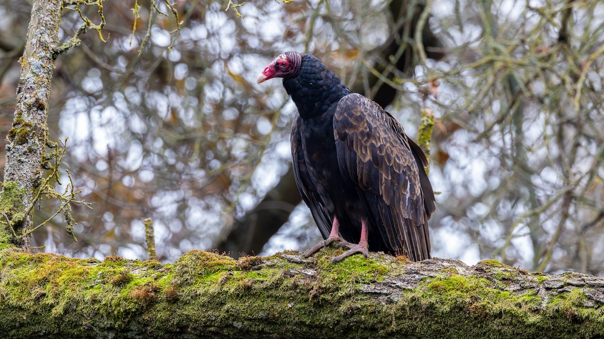 Turkey Vulture - ML647244049