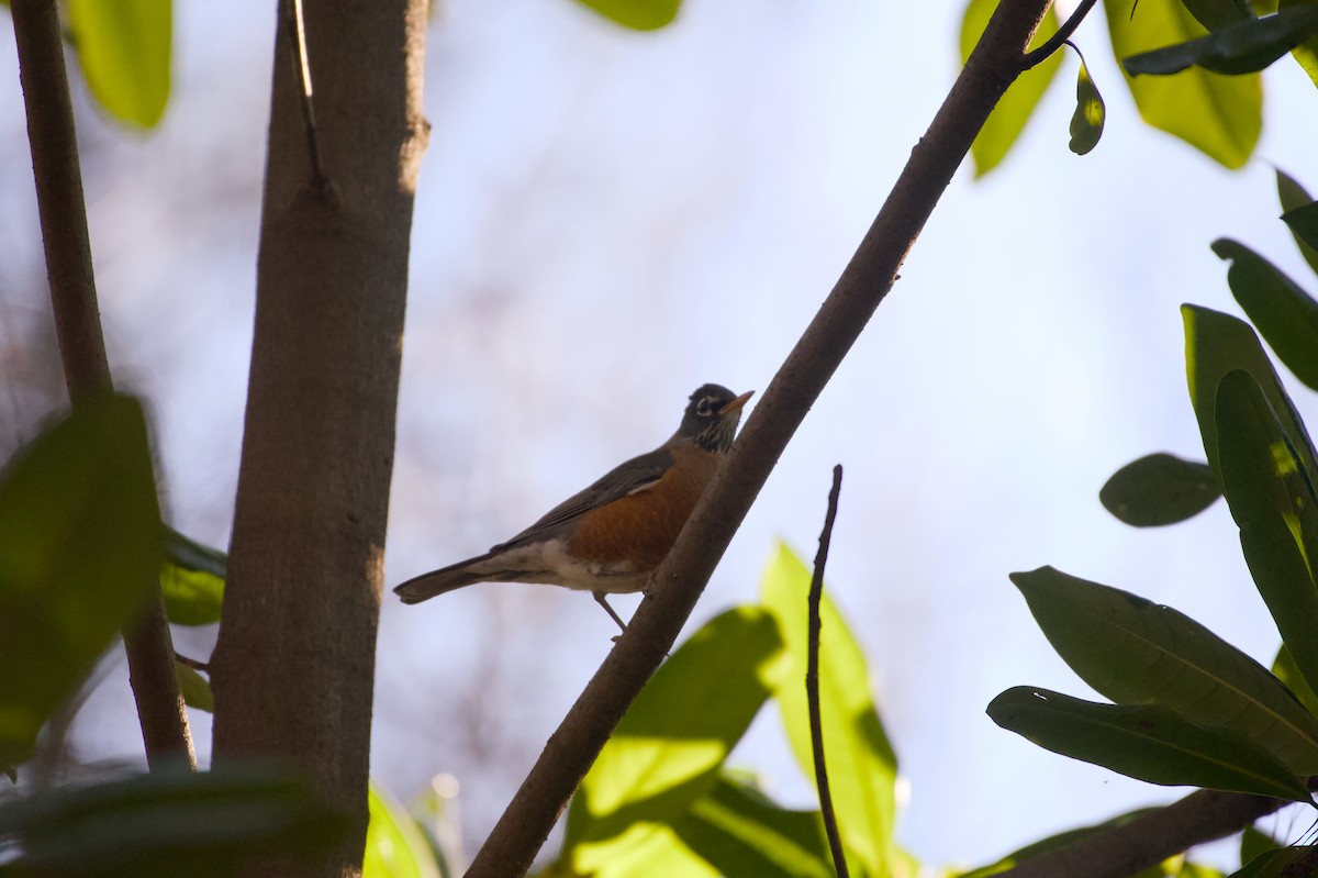 American Robin - ML647244050