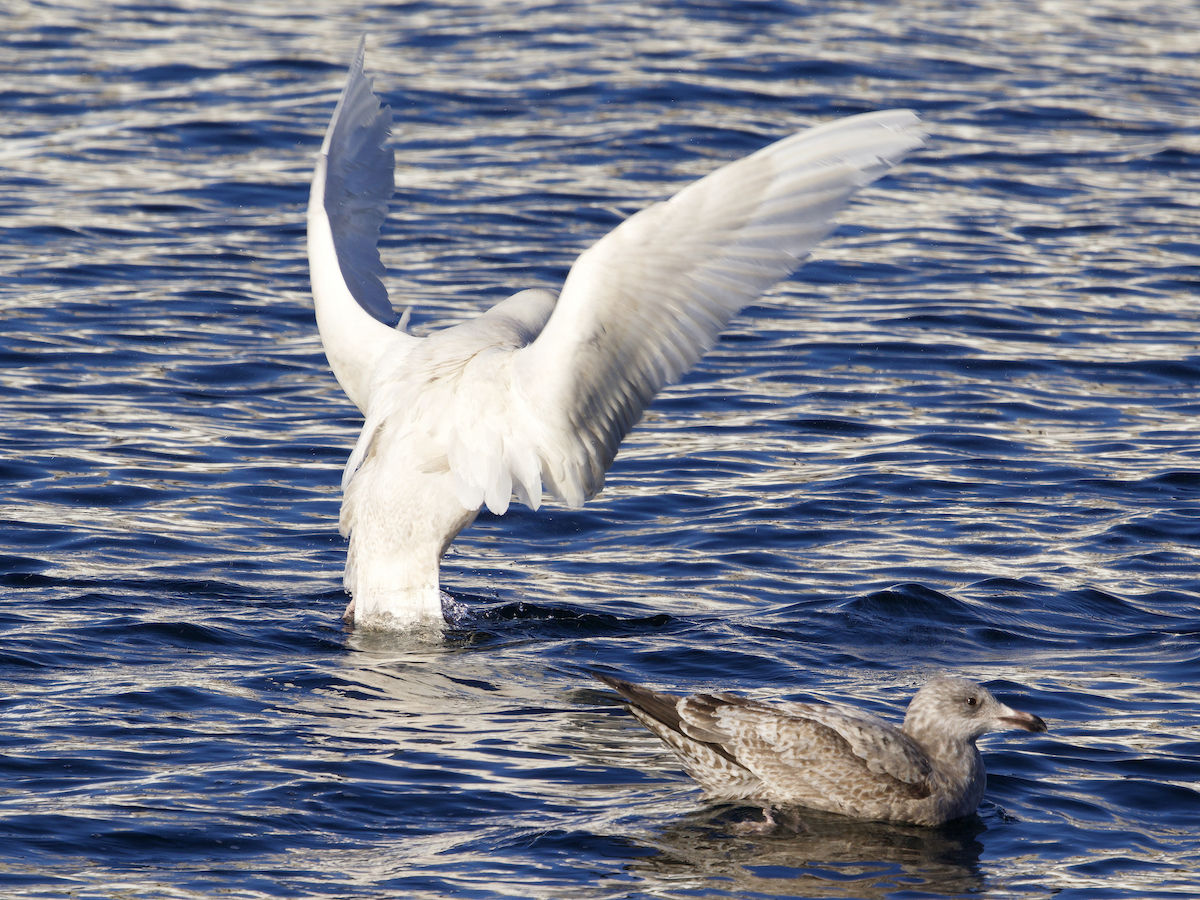 Glaucous Gull - ML647244053