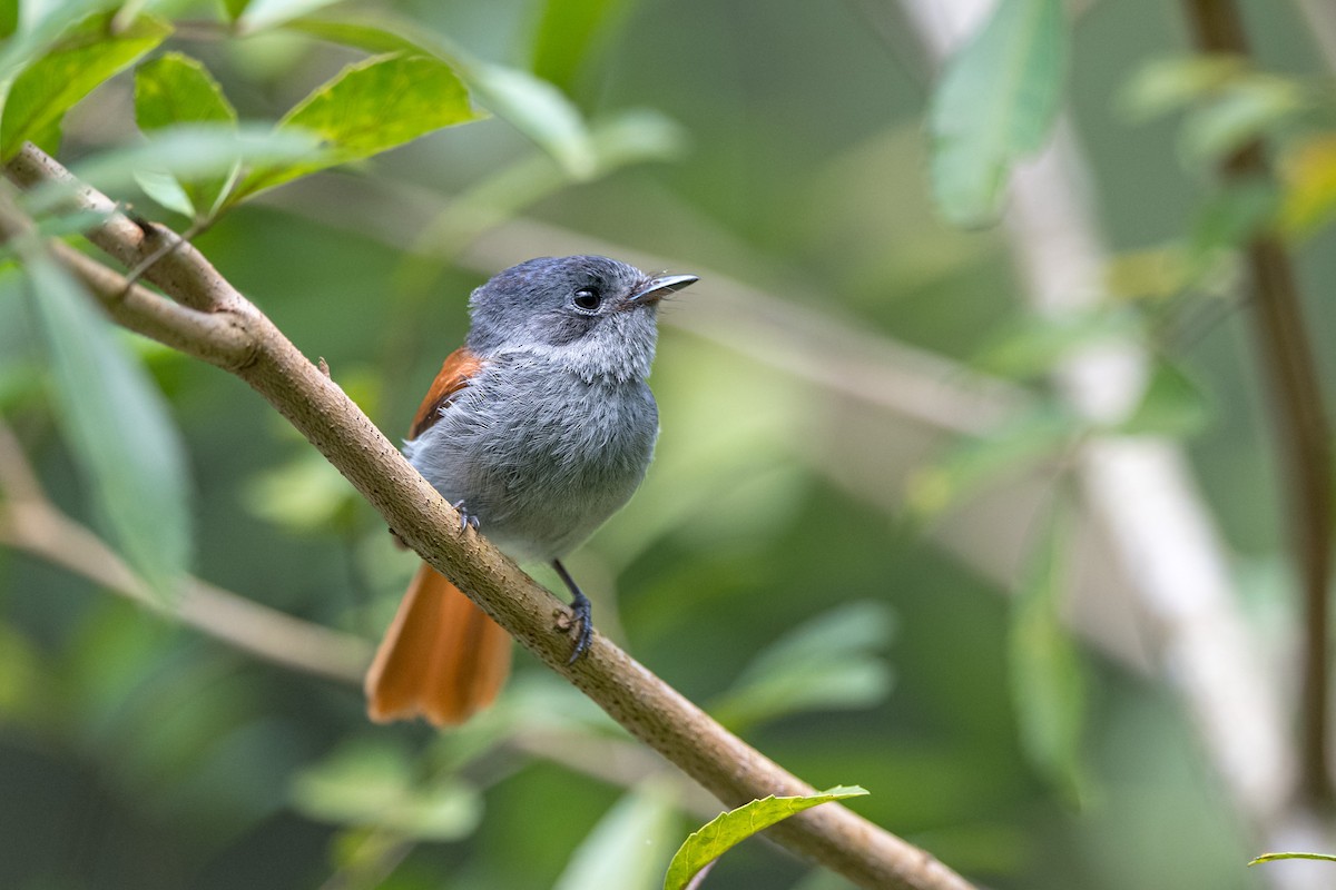 Mascarene Paradise-Flycatcher - ML647244054