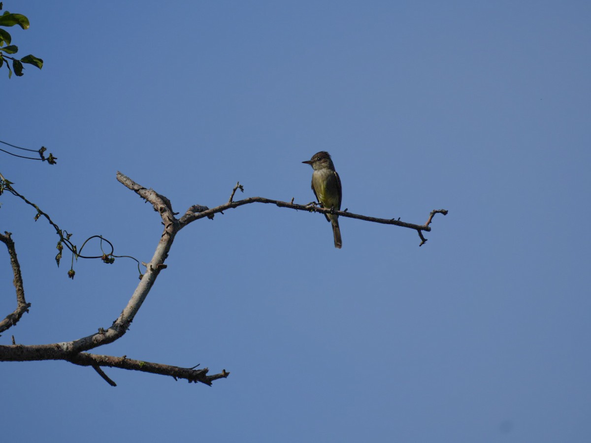 Northern Tropical Pewee - ML647244056
