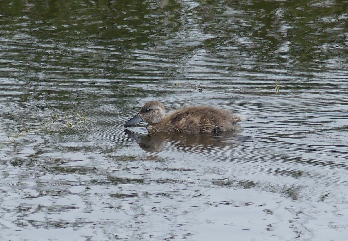 Puna Teal - ML647244057