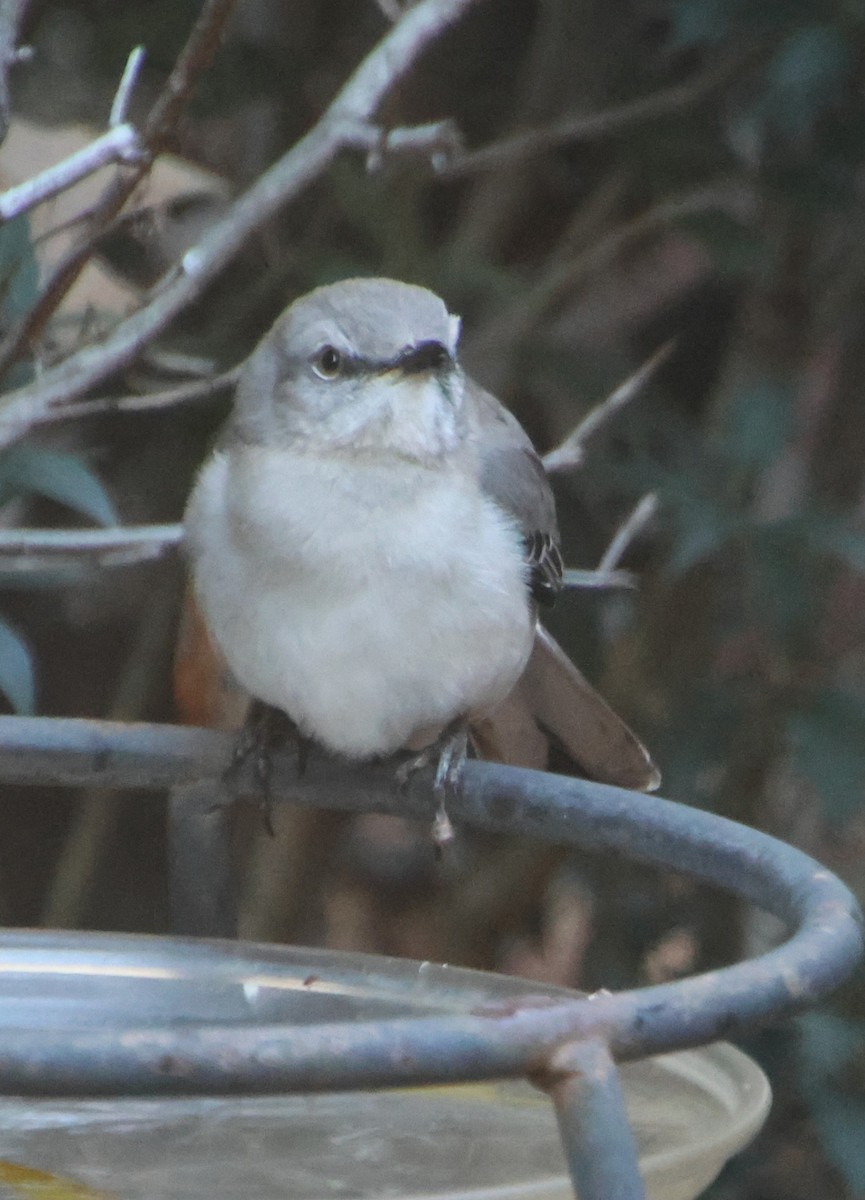 Northern Mockingbird - ML647244058