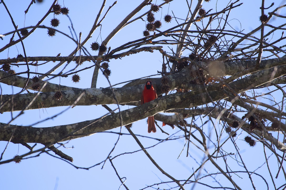 Northern Cardinal - ML647244059