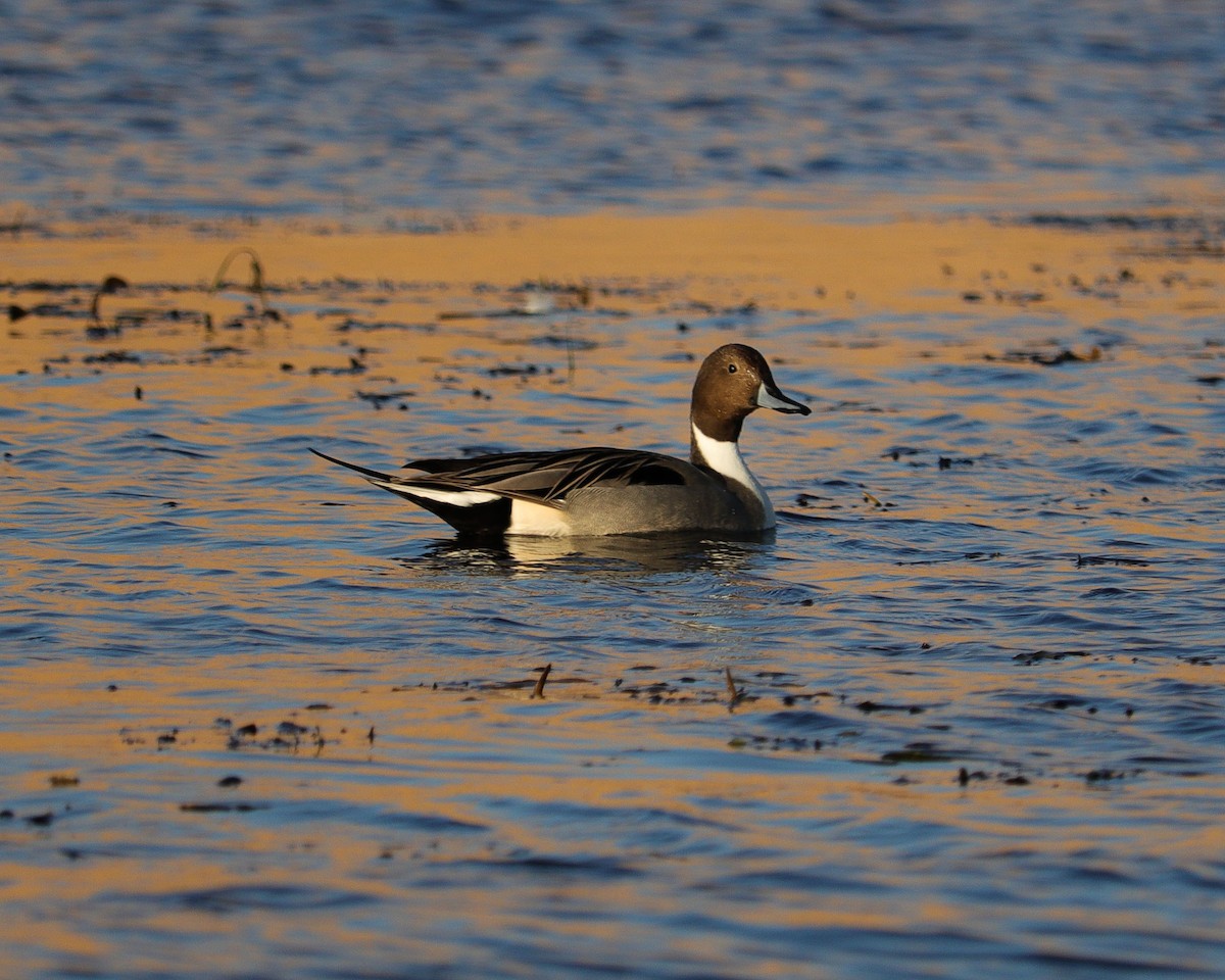 Codone - ML647244060