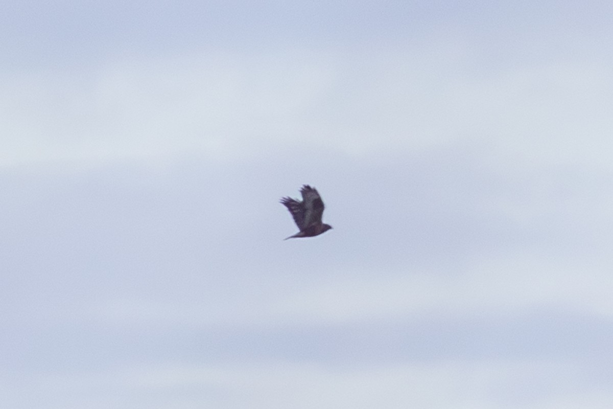 Rough-legged Hawk - ML647244061