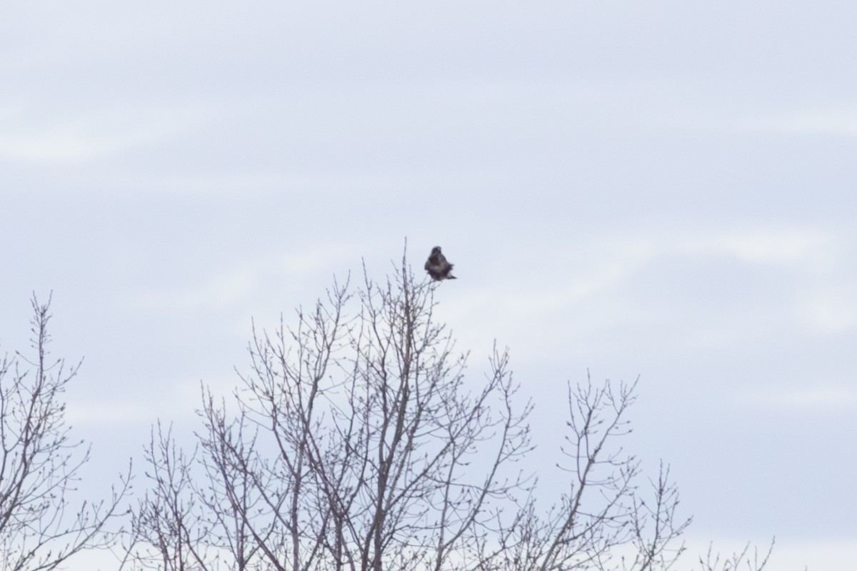 Rough-legged Hawk - ML647244062