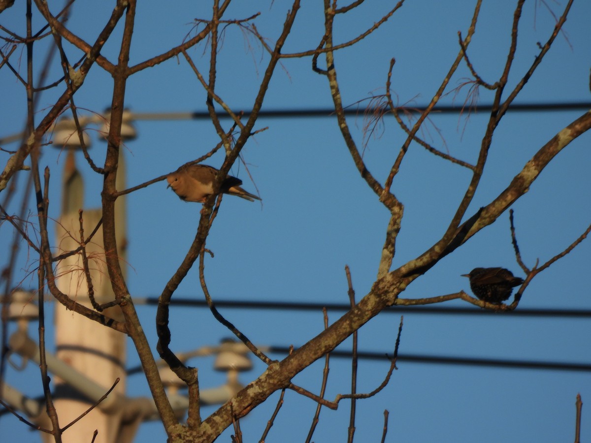 European Starling - ML647244064