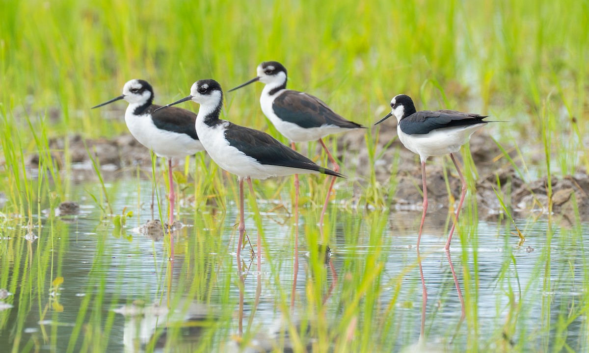Black-necked Stilt - ML647244065