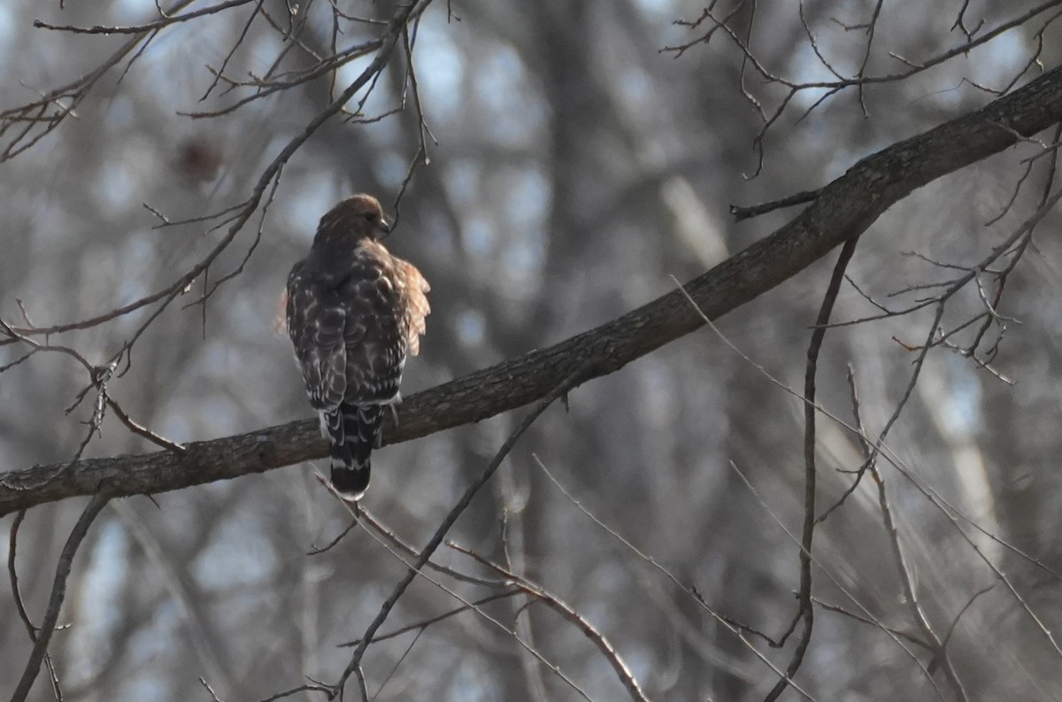 Red-shouldered Hawk - ML647244067