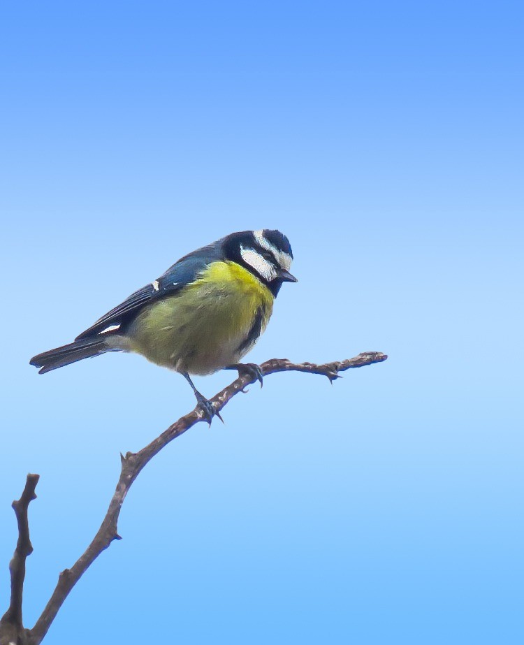 African Blue Tit - ML647244068