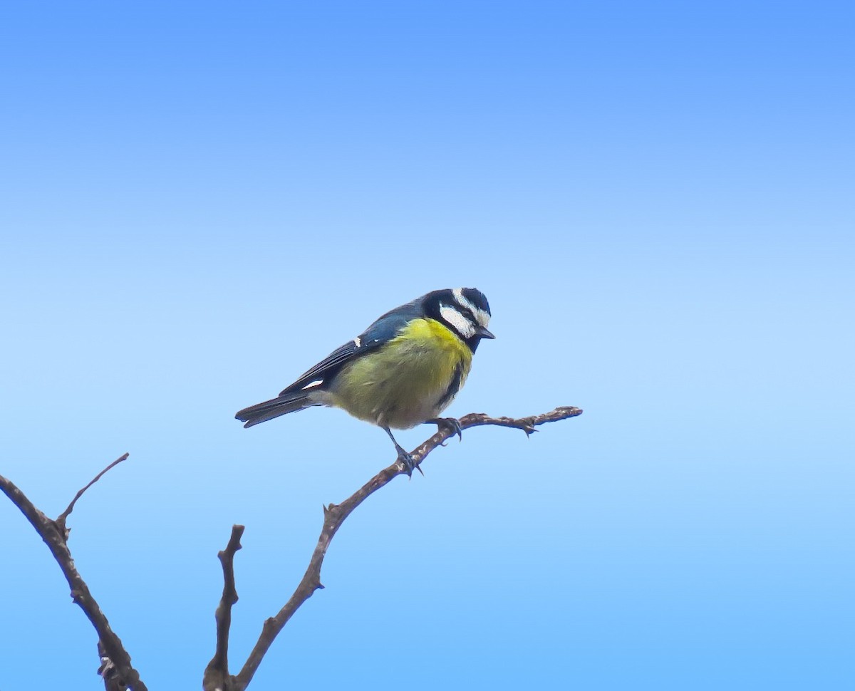 African Blue Tit - ML647244069