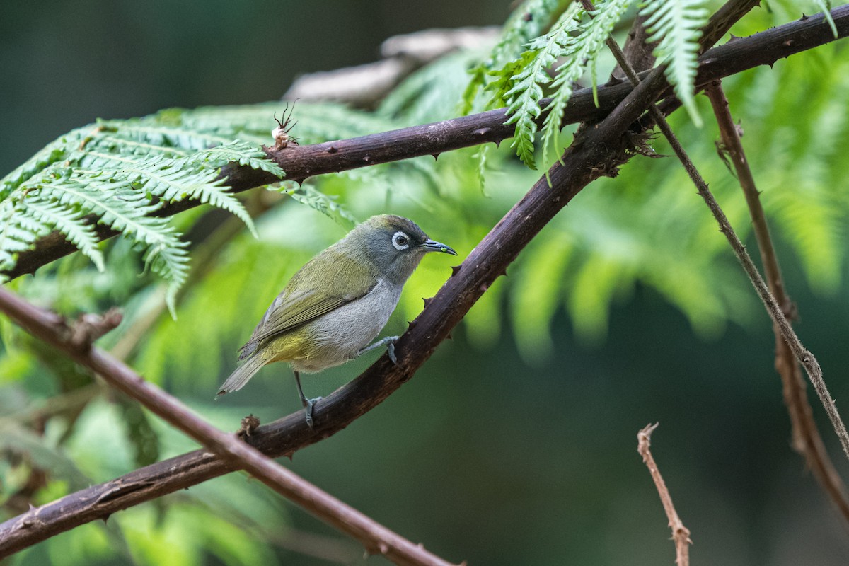 Reunion White-eye - ML647244070