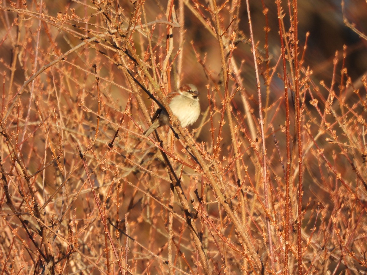 Etxe-txolarrea - ML647244078