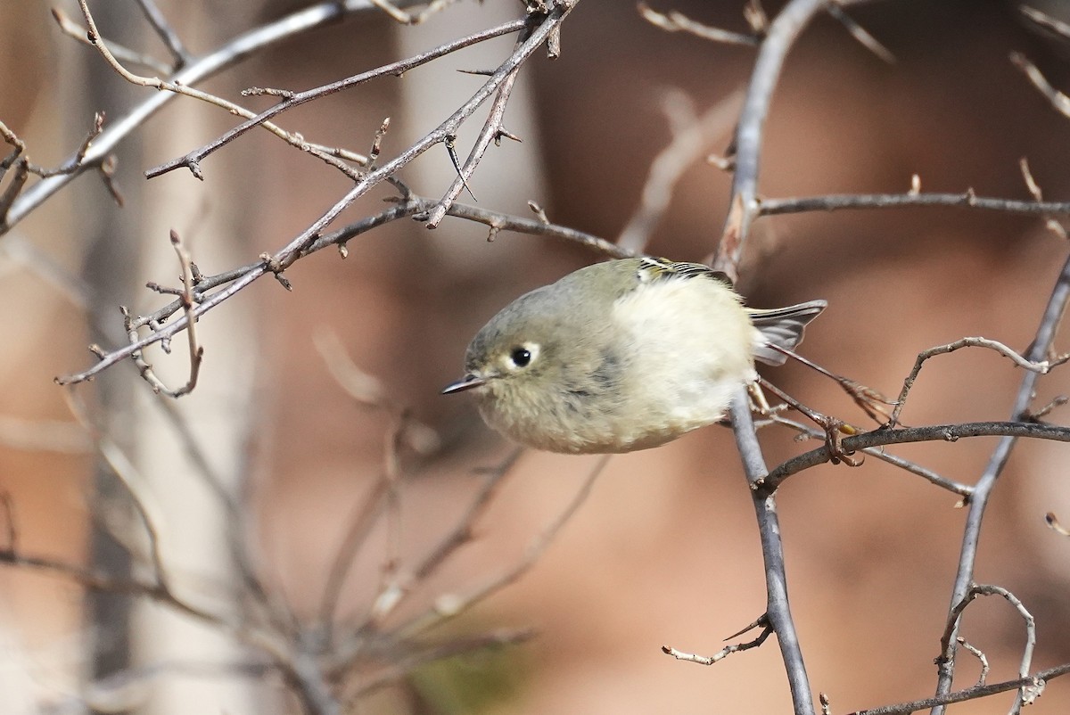 Rubingoldhähnchen - ML647244084