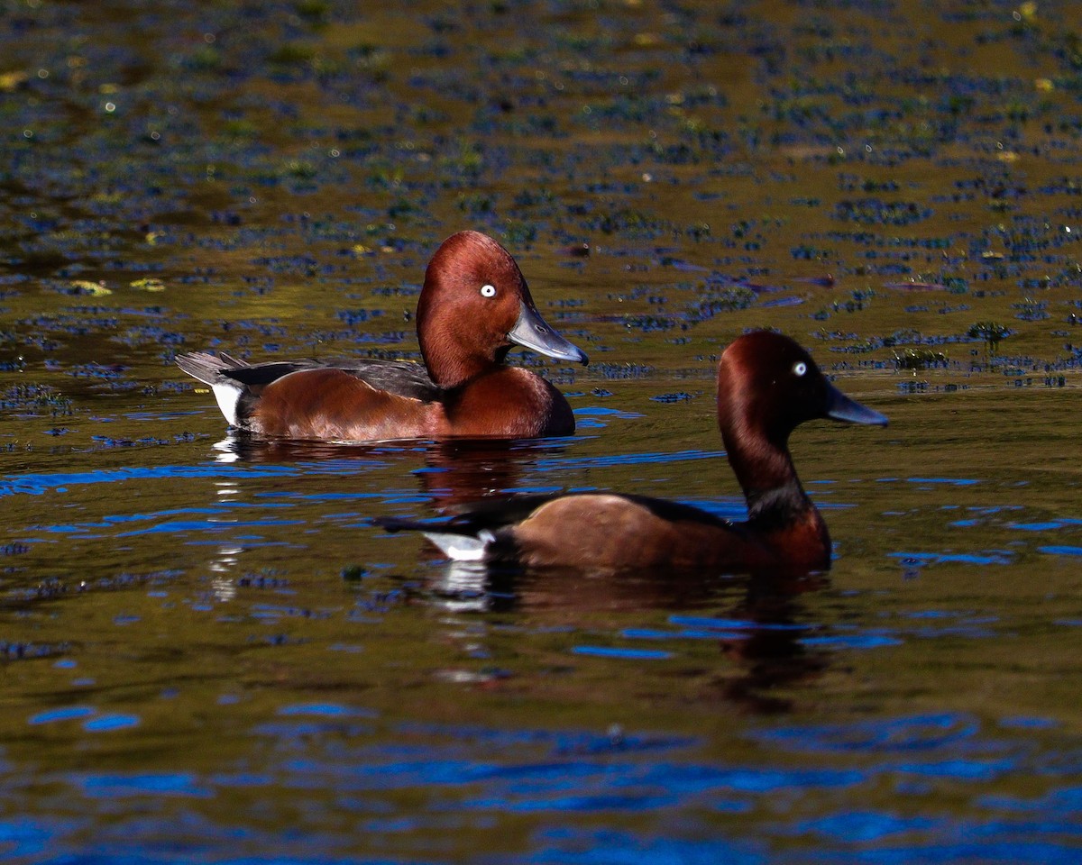 Moretta tabaccata - ML647244086