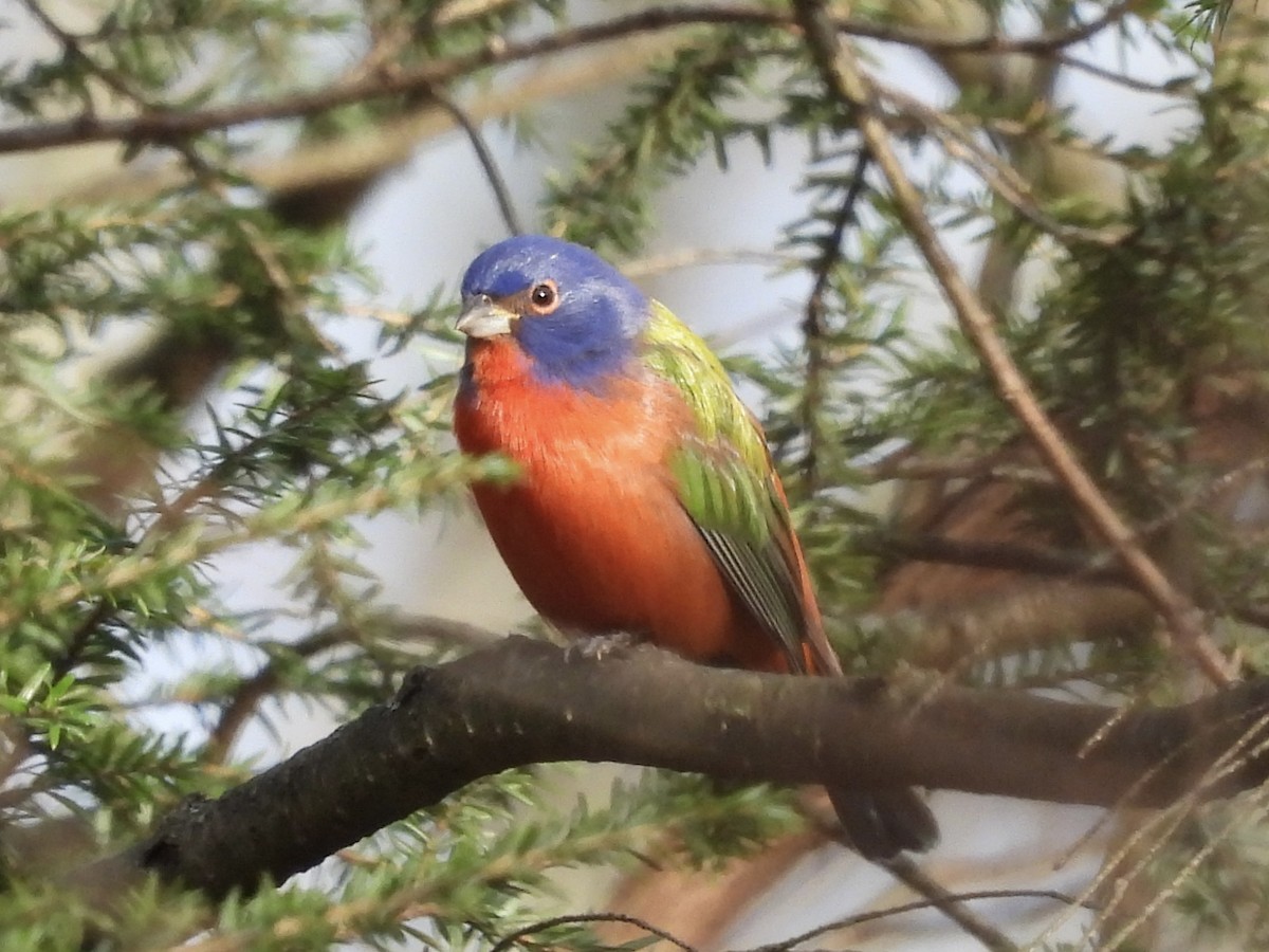 Painted Bunting - ML647244088