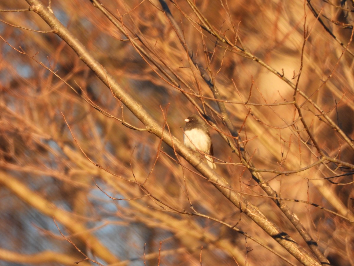 Dark-eyed Junco - ML647244090