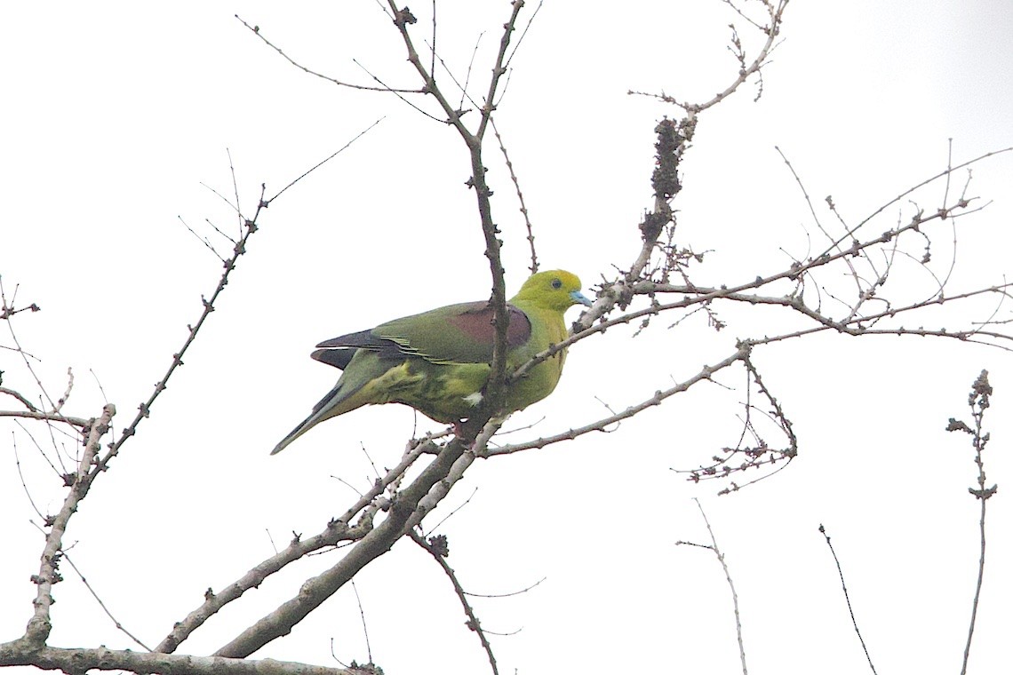 Вінаго клинохвостий - ML647244108