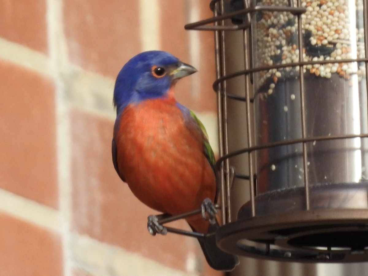 Painted Bunting - ML647244109