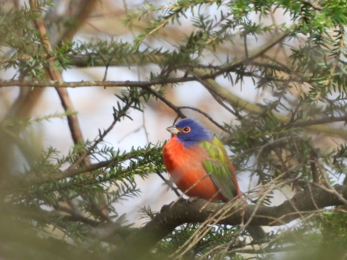 Painted Bunting - ML647244110