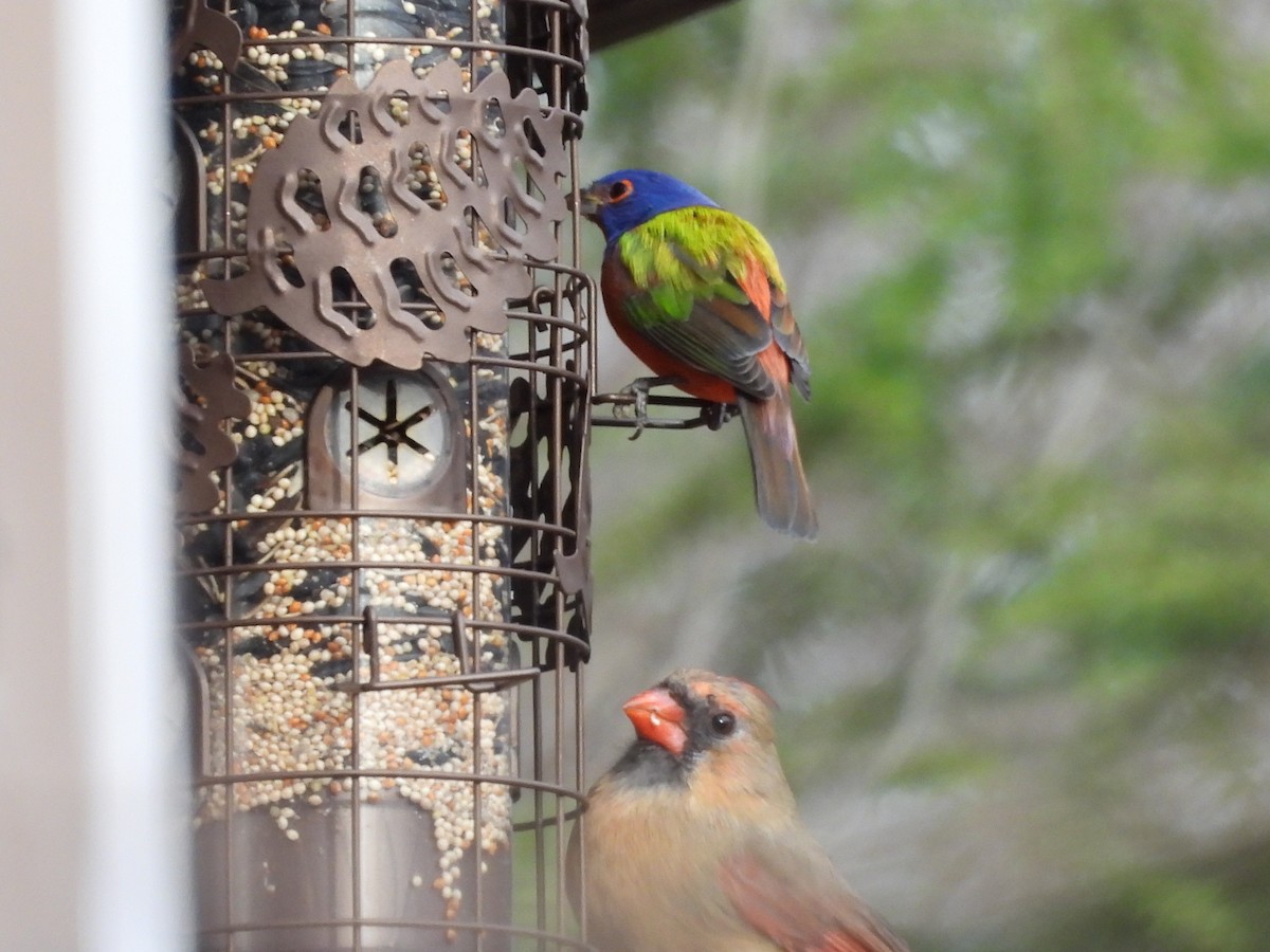 Painted Bunting - ML647244111