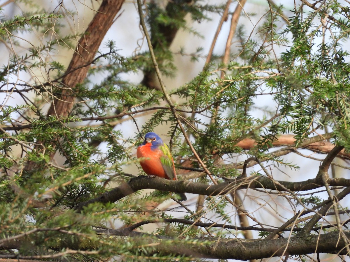 Painted Bunting - ML647244112