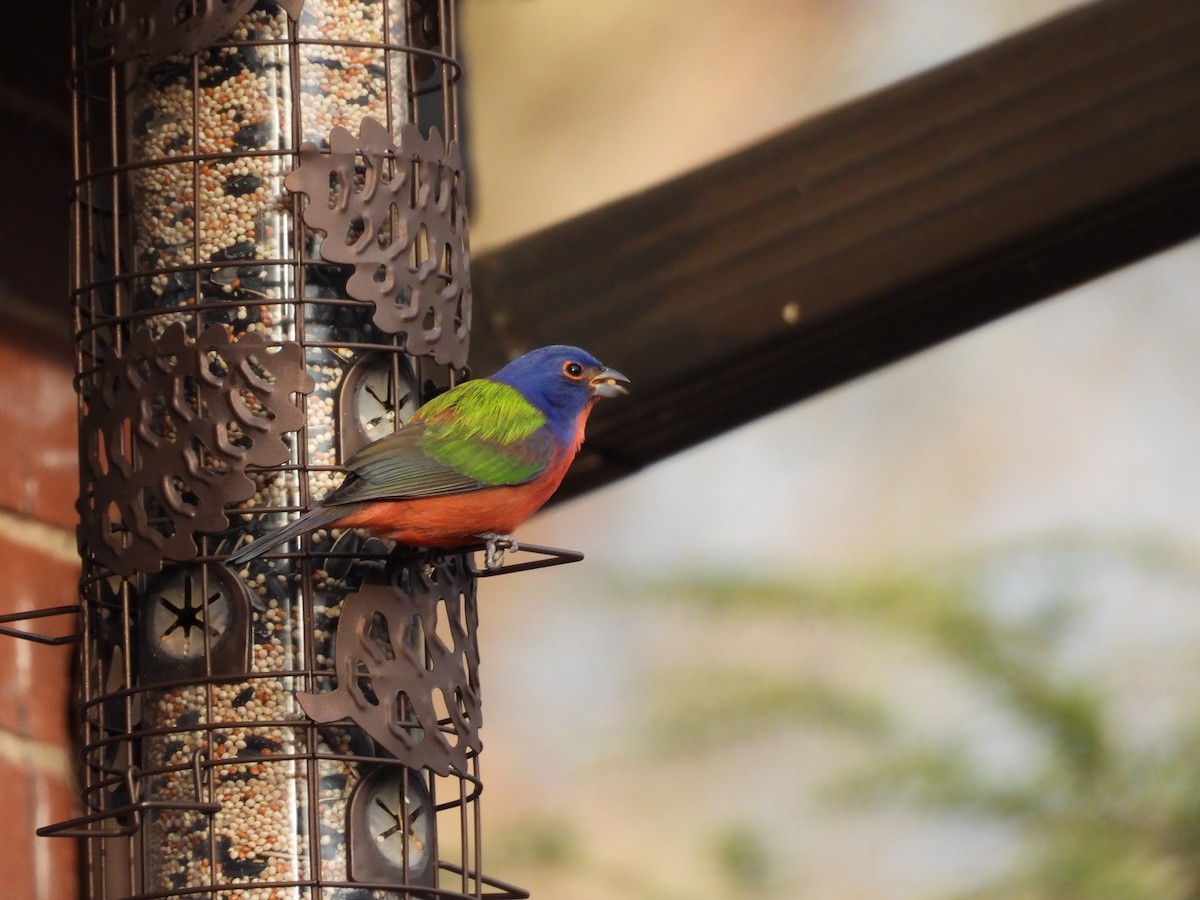 Painted Bunting - ML647244113